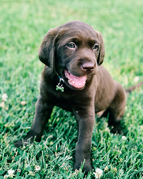 Adorable, teething puppy