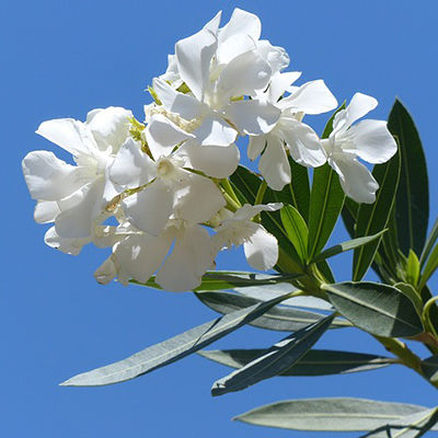 Oleander