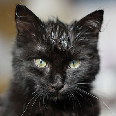 Wet Cat