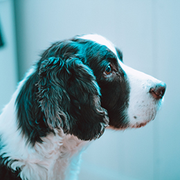 A spaniel dog at a vet office