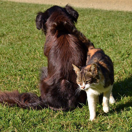 Dog and Cat Getting Along