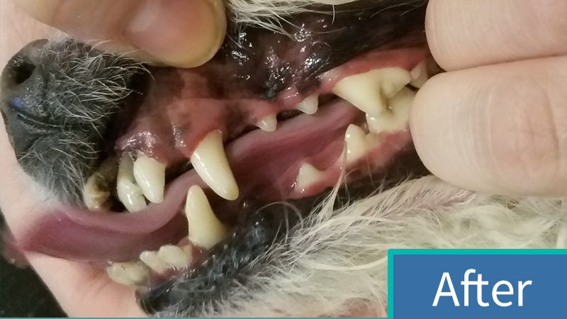 After Anesthesia-Free Cleaning