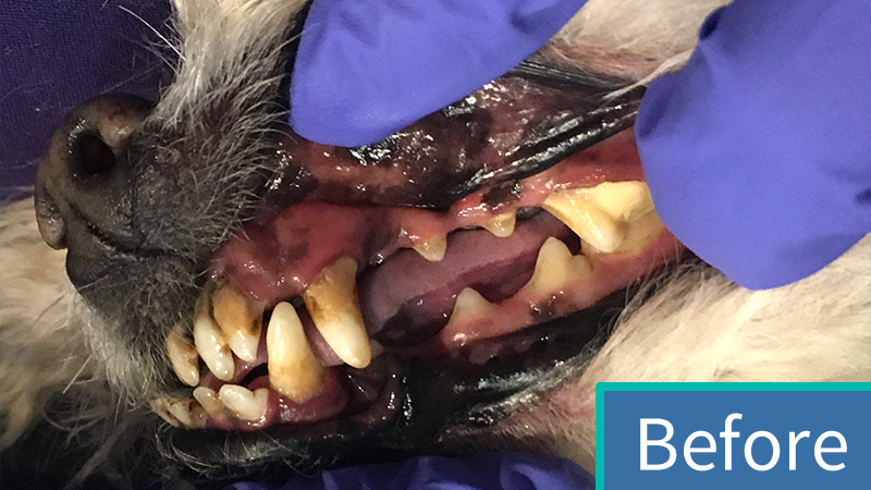 Before Anesthesia-Free Cleaning