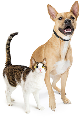 Our clinic works with cats and dogs.