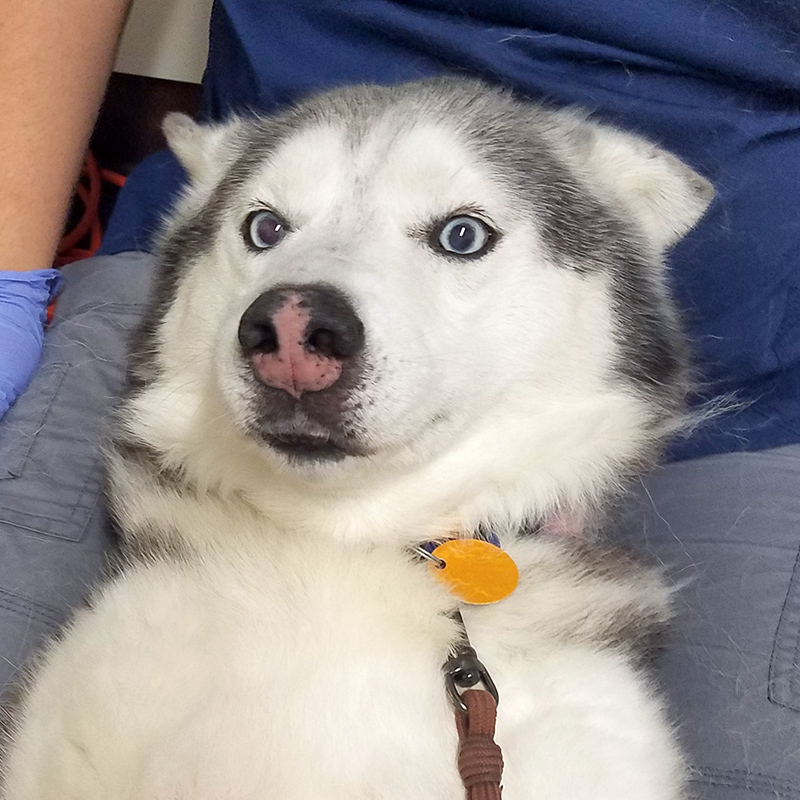 Kiowa snuggled and ready for clean teeth